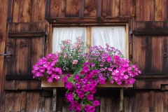 Blumenfenster-an-der-Scheune-1