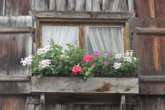 Blumenfenster-an-der-Scheune-2