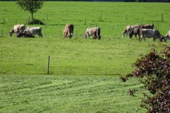 10-Aussicht-Kühe