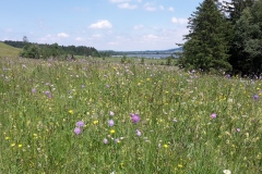 Blumenwiese-vor-dem-Bannwaldsee