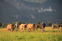 Kühe-austreiben-1