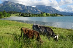 Unser-Jungvieh-auf-der-Weide